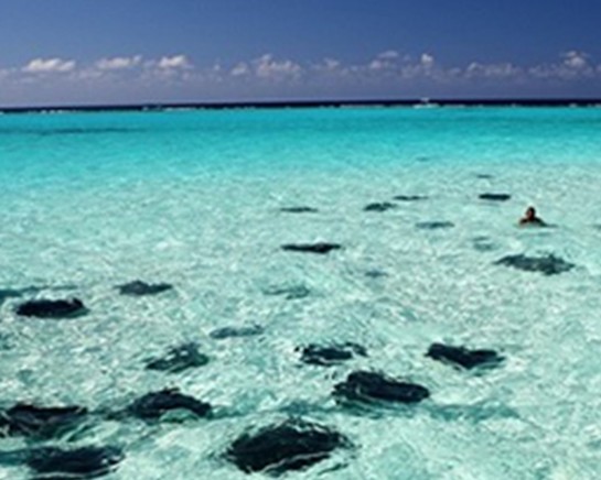 Stingray City